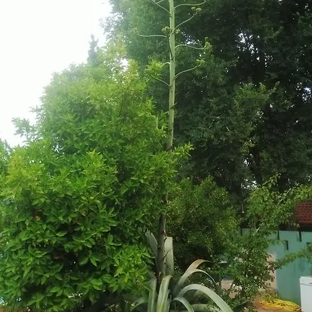 Holiday Hotel Dalyan Hotel