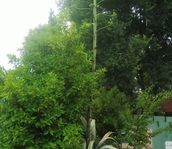 Holiday Hotel Dalyan Отель